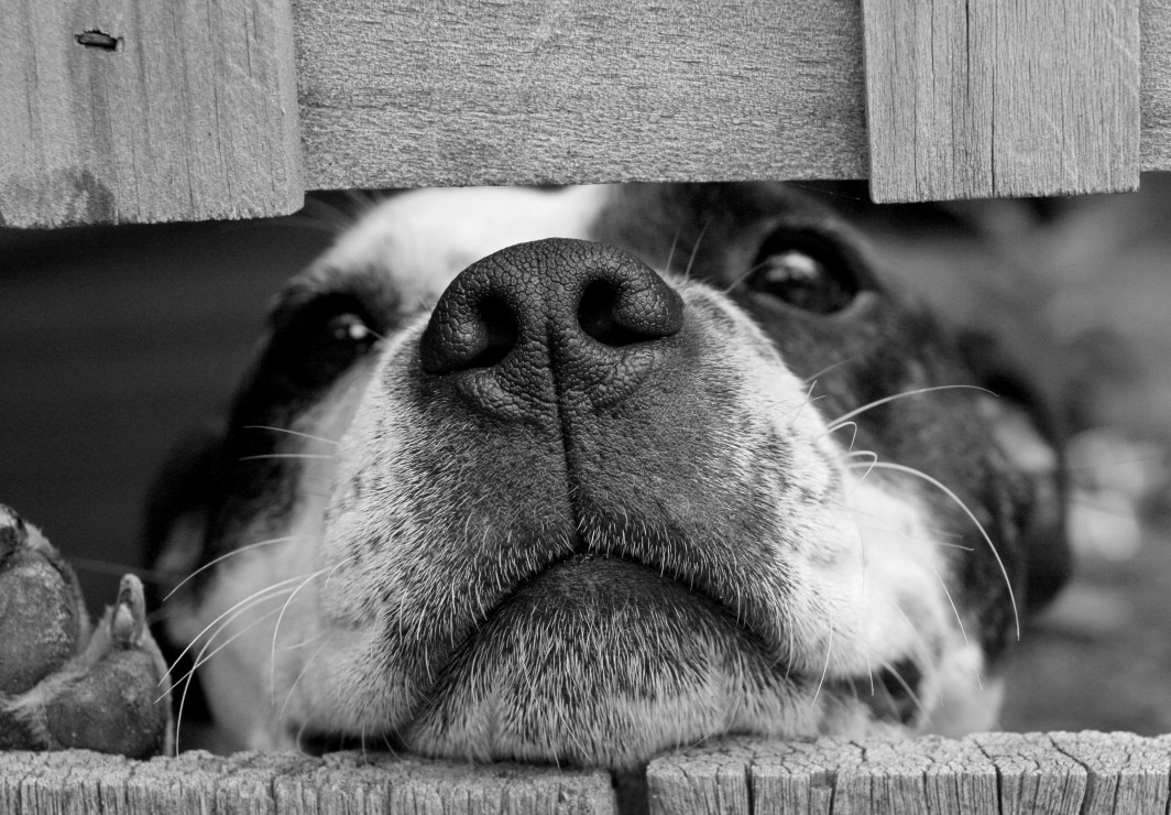 Vorschaubild von Hund Vorschaubild von Hund