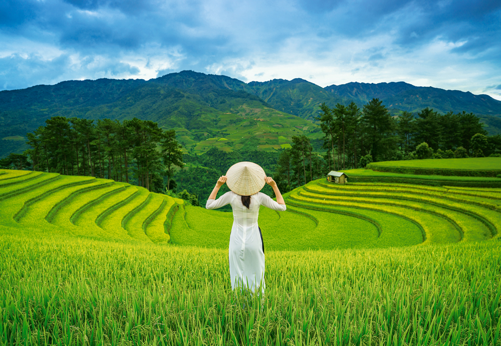 Castorland Rice Fields in Vietnam 1000 Teile Puzzle Castorland-105052