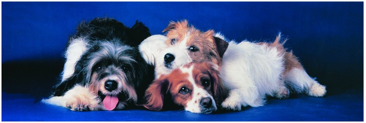 Vorschaubild von Hunde Vorschaubild von Hunde