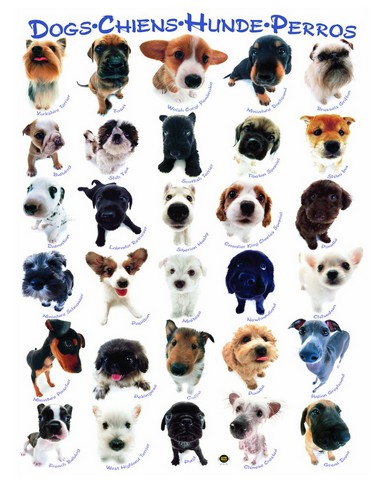 Vorschaubild von Hunde Vorschaubild von Hunde