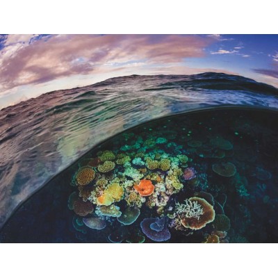 Puzzle New-York-Puzzle-NG1989 Great Barrier Reef