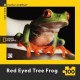 Red-Eyed Tree Frog Mini