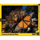 XXL Teile - Monarch Butterflies