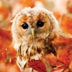 Puzzle   RSPB Tawny Owl