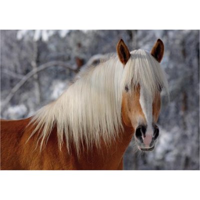 Roovi-65933-01 Haflinger 1 / schwieriges Puzzle